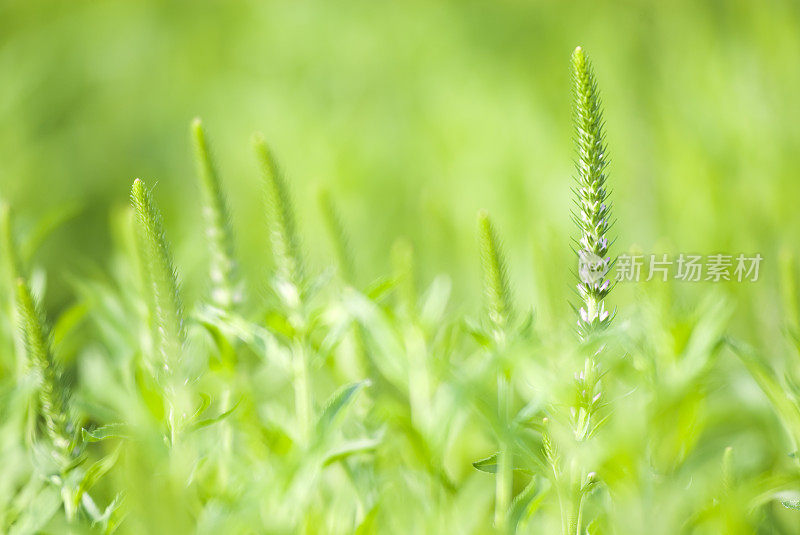 史碧薇，我是维罗妮卡・斯派卡塔・埃芙琳-我