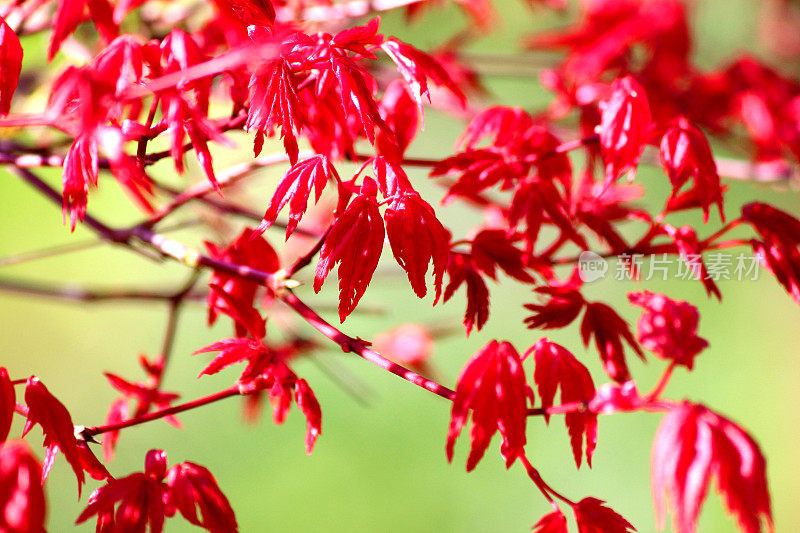 近距离拍摄的日本枫树盆景的红叶