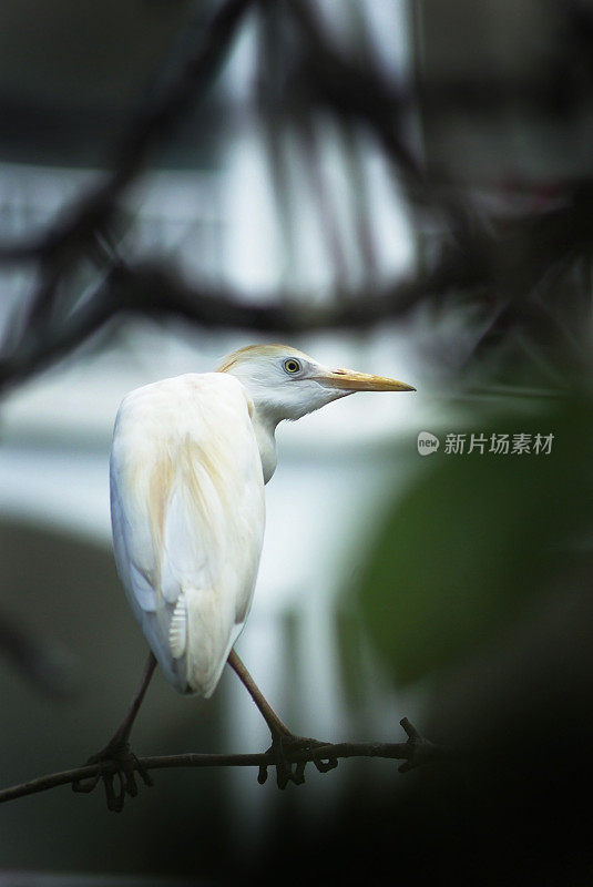 白鹭栖息在小树枝上