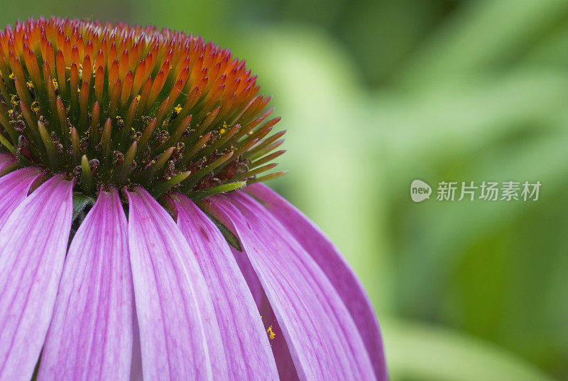 紫锥菊――宏观