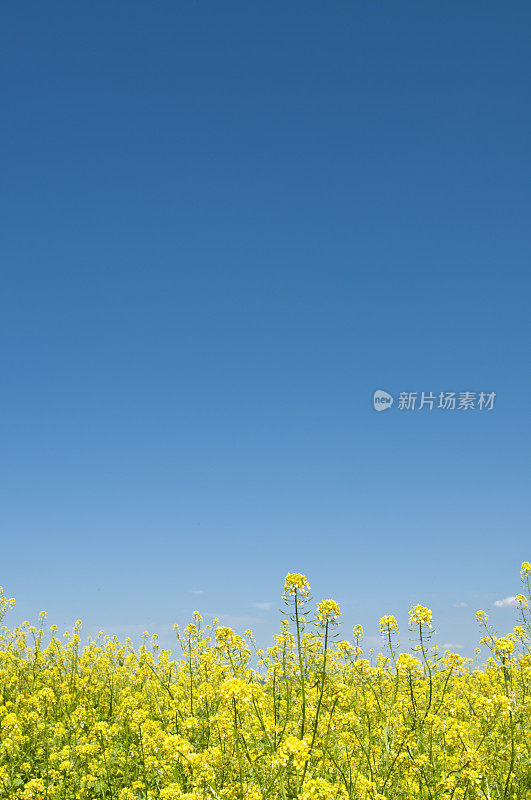 油菜籽与深蓝色的天空背景