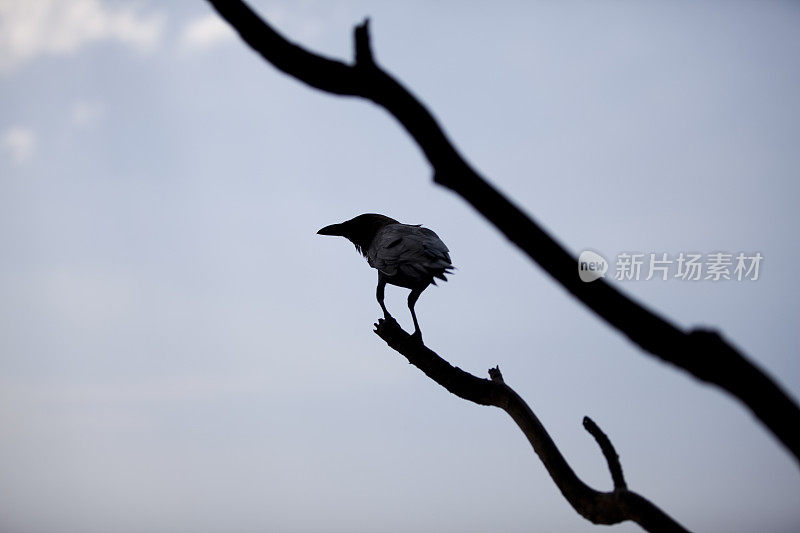 树枝上的乌鸦