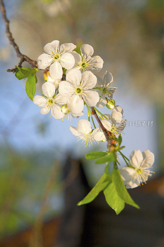 樱桃的花