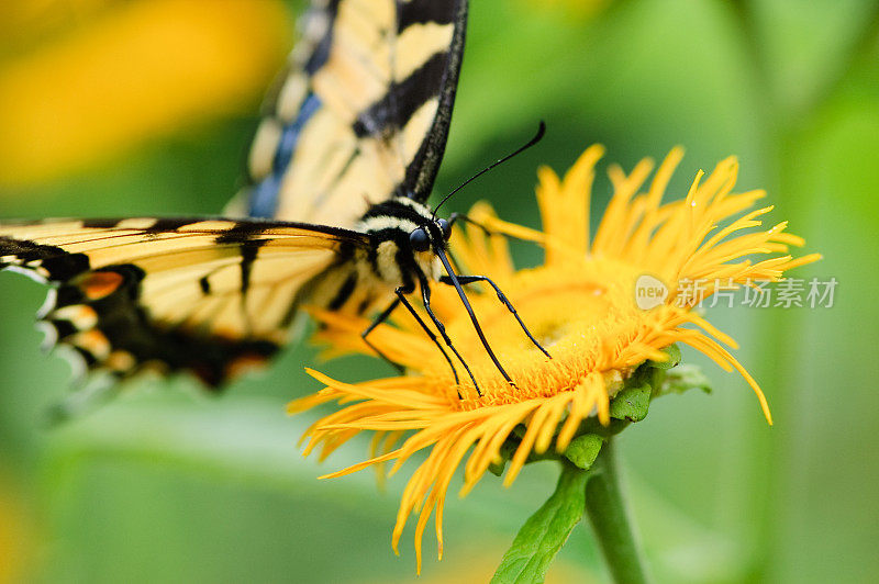 老虎燕尾蝶坐在黄花上