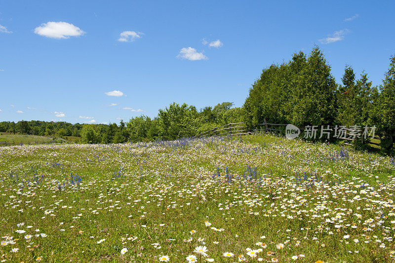 黛西场