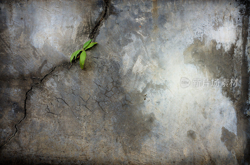 一株幼苗在混凝土墙上生根
