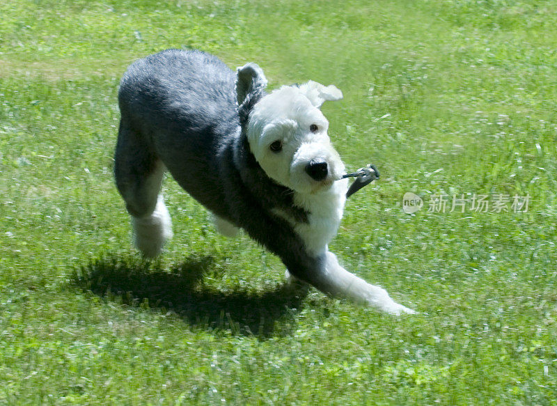 牧羊犬跑