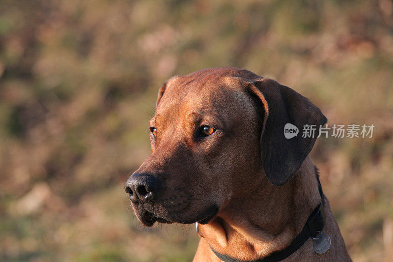 罗得西亚脊背犬