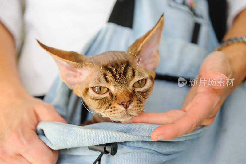 德文郡的雷克斯猫