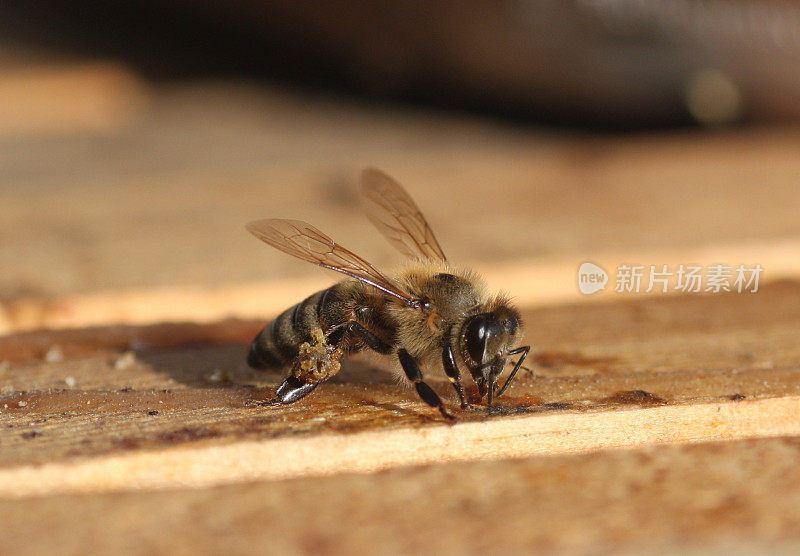 腿上带着蜂胶的蜜蜂(花粉筐)