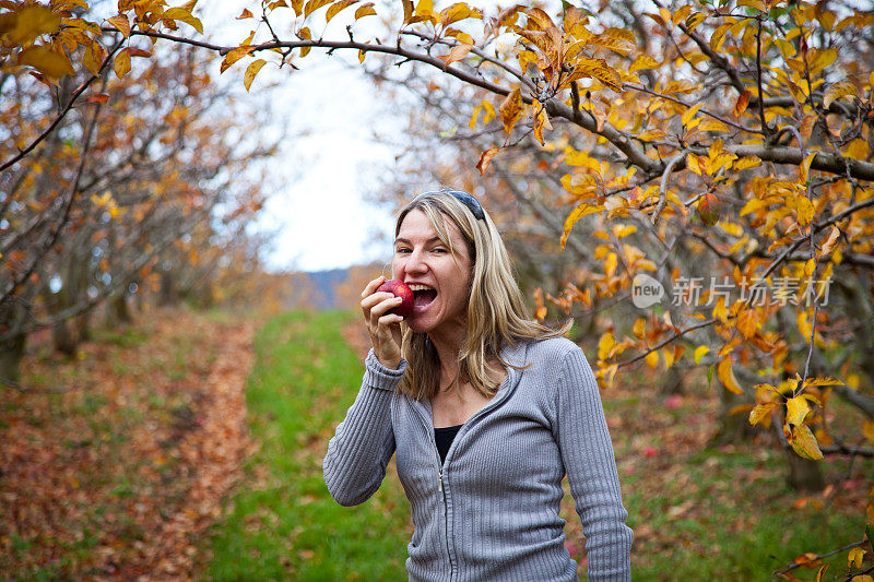 在塔斯马尼亚苹果树果园里吃苹果的女人