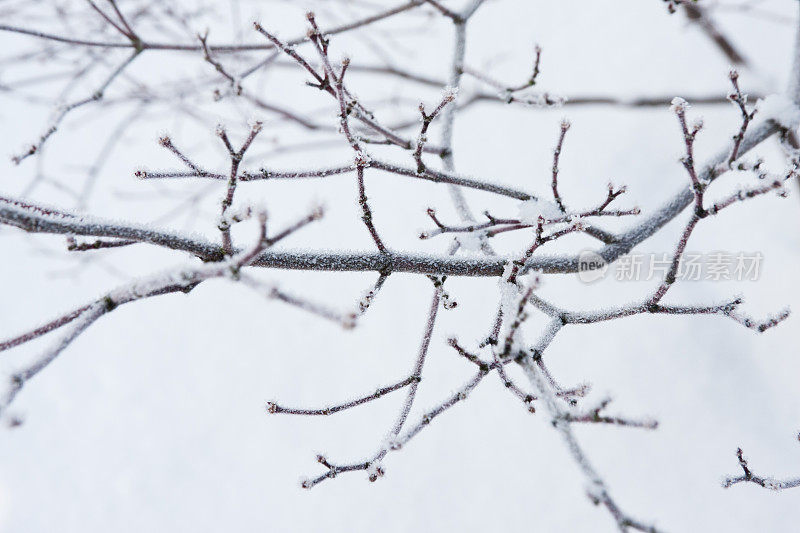 冬天的场景-霜冻的树枝