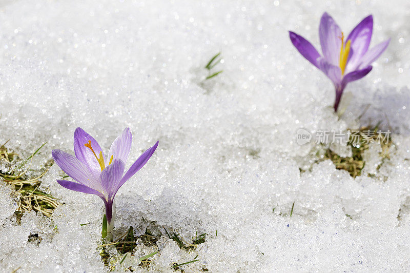 冰雪融化中的两株早春番红花