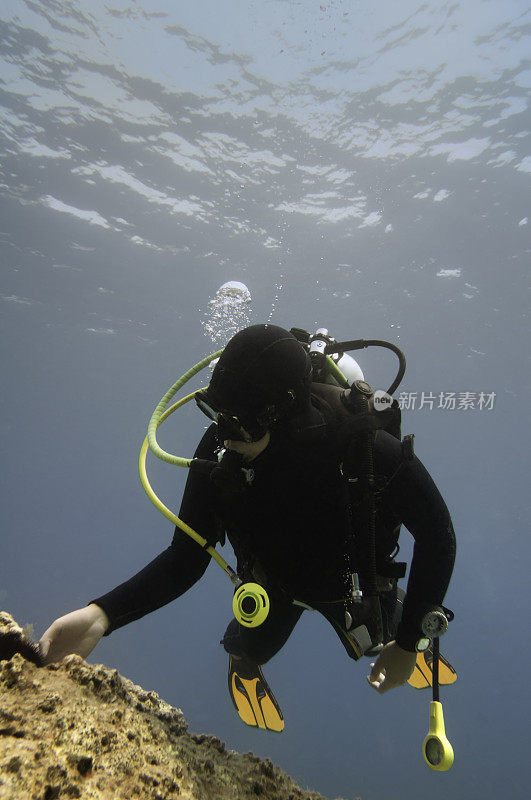 潜水员探索海洋生物