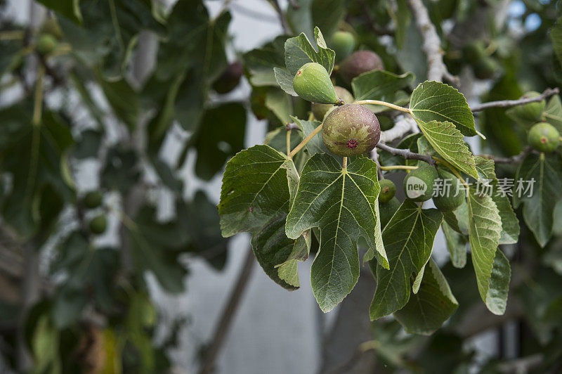 加利福尼亚无花果树上成熟的特写