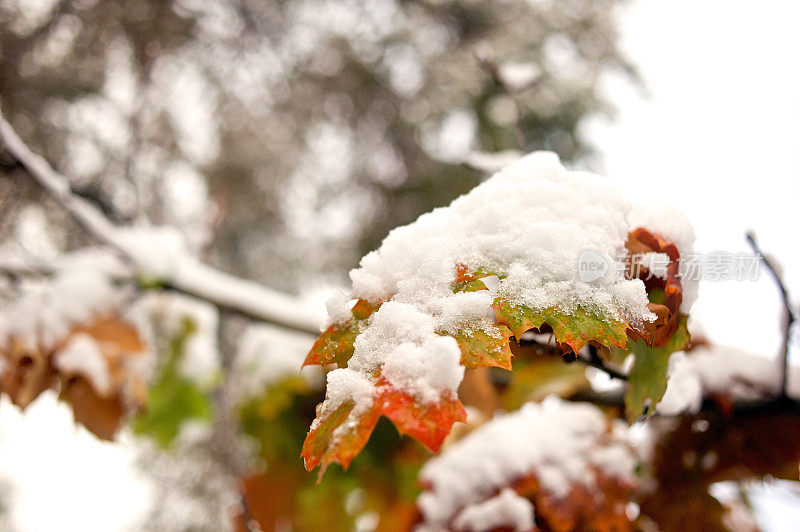 树枝被雪覆盖