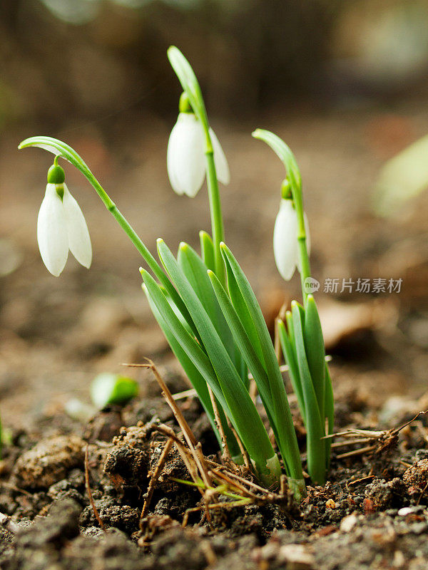 雪花莲花