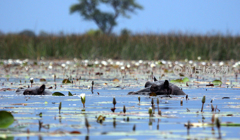 博茨瓦纳:奥卡万戈三角洲的河马