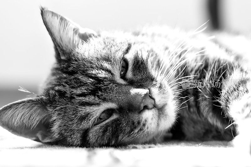 非常疲倦的老猫“佩德罗”
