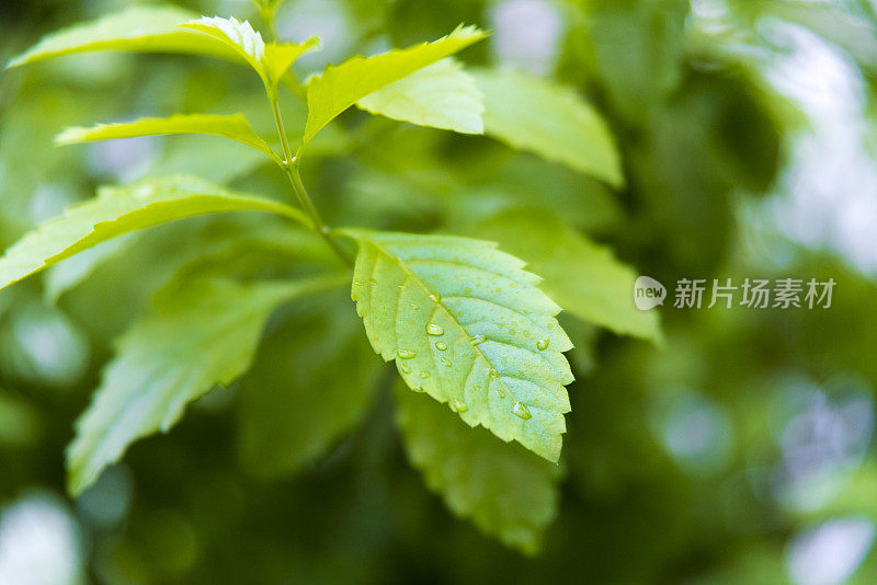 带雨滴的叶子