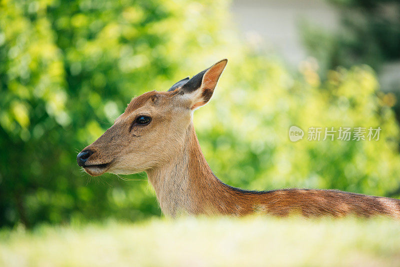 小鹿用它美丽的大眼睛站在前面。