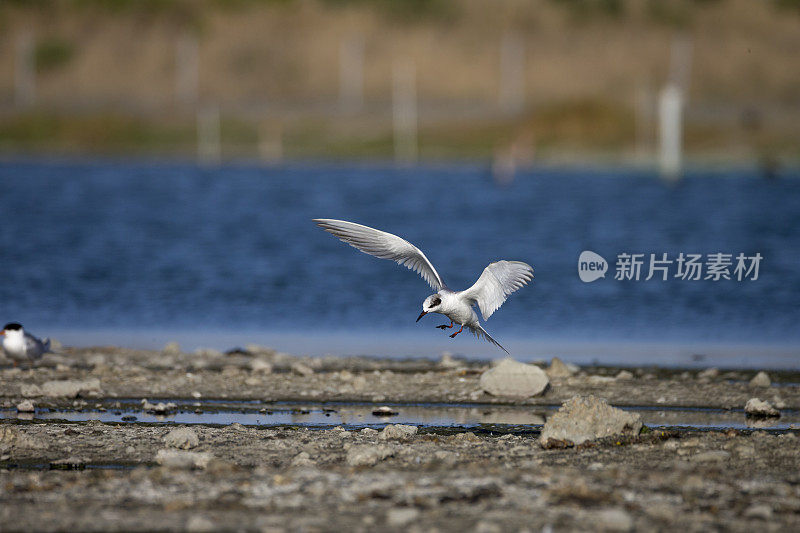 旧金山海湾地区，福斯特的飞行燕鸥