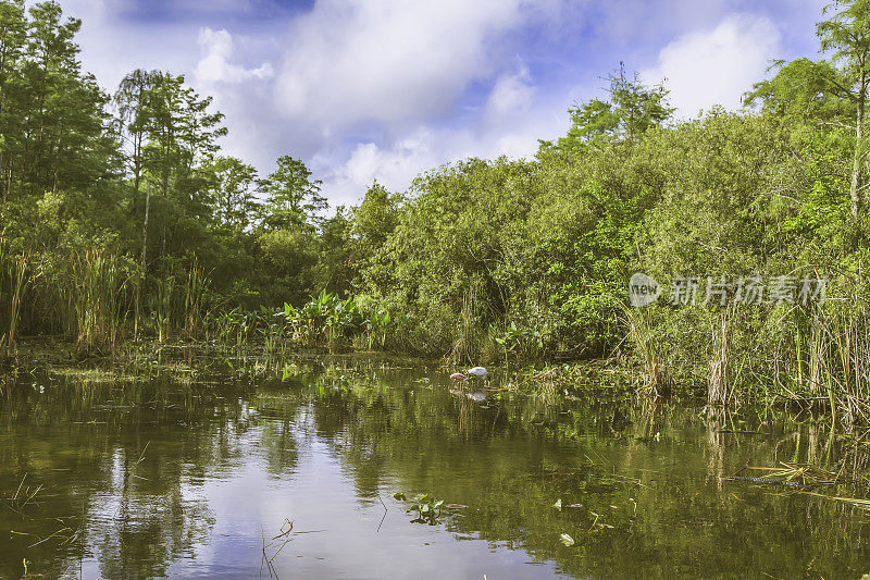 大沼泽地使自然居民和鸟类陷入沼泽