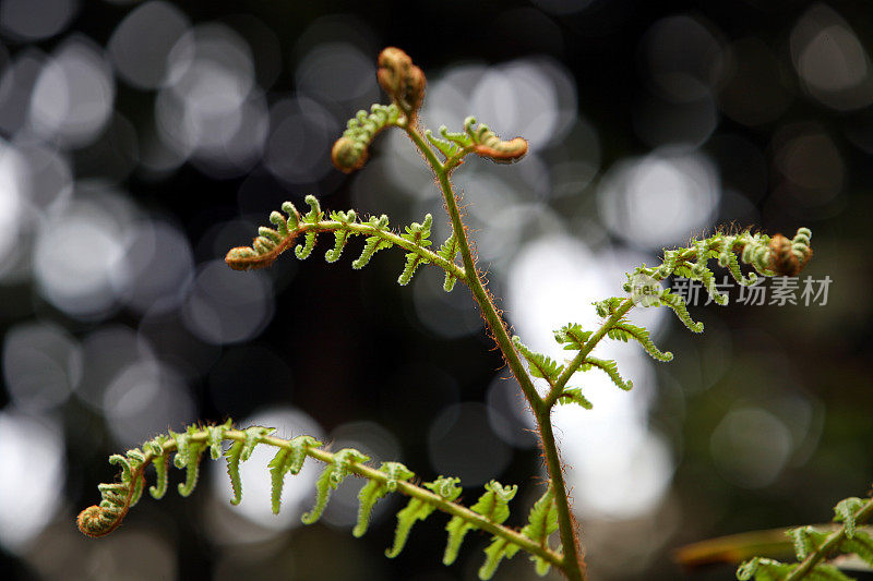 蕨类植物