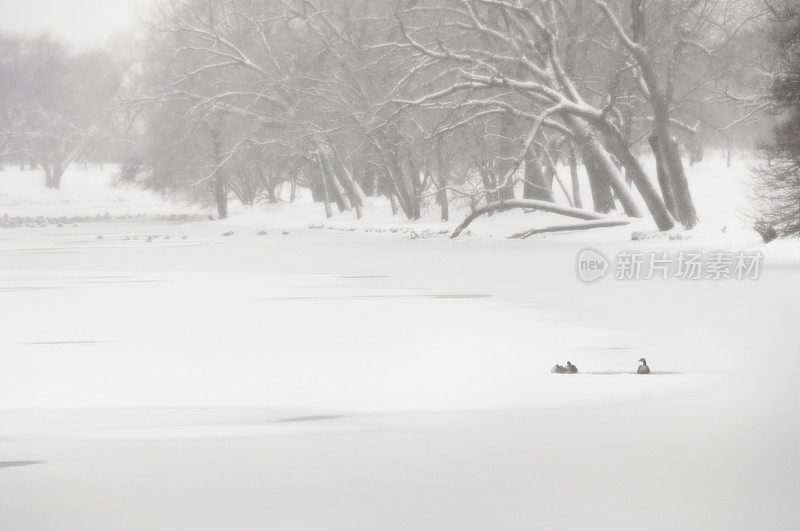 在暴风雪中，三只鹅在一条平静的冰冻河上
