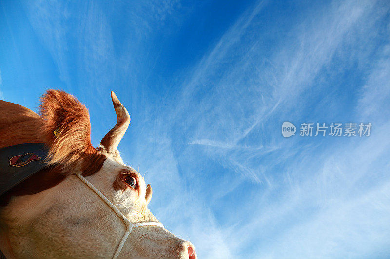 西门塔尔的瑞士奶牛映衬着蓝天
