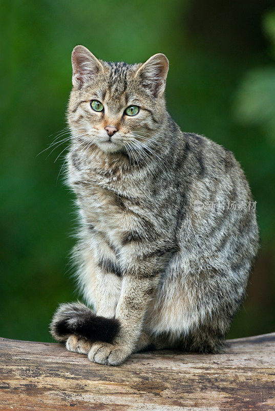 欧洲野猫(欧洲野猫)