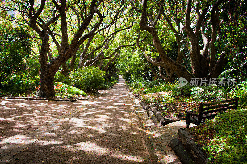 Kirstenbosch植物园