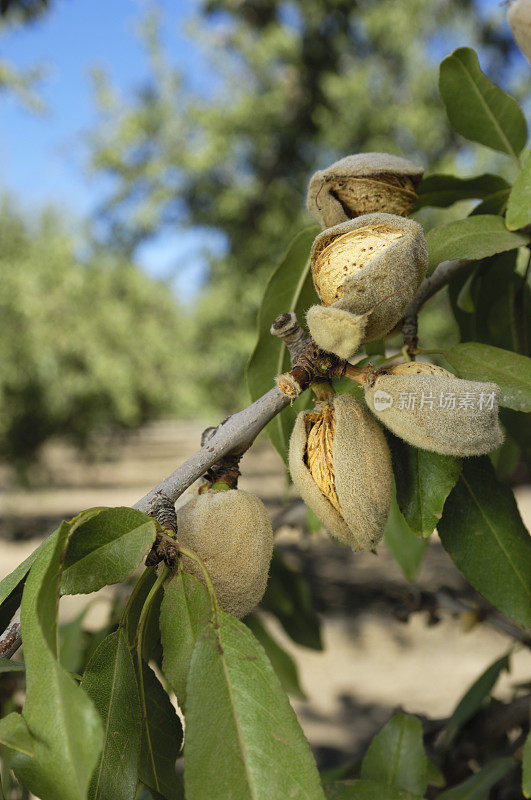 加利福尼亚中部果园里成熟的杏仁特写