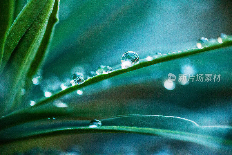 植物上的水滴