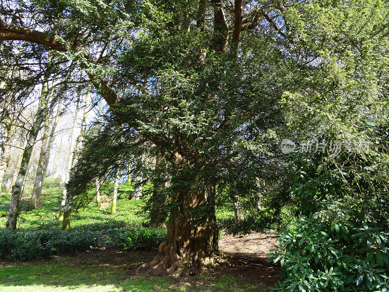 老欧洲红豆杉的图像(红豆杉)，大树干扶壁，林地