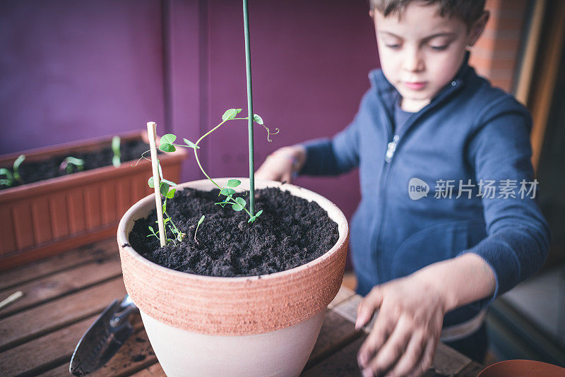 孩子照顾植物