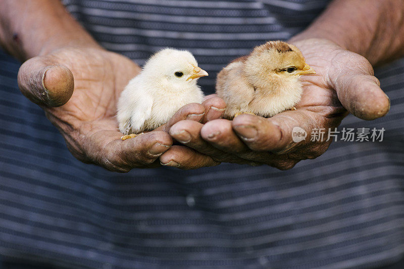 可爱的小鸡