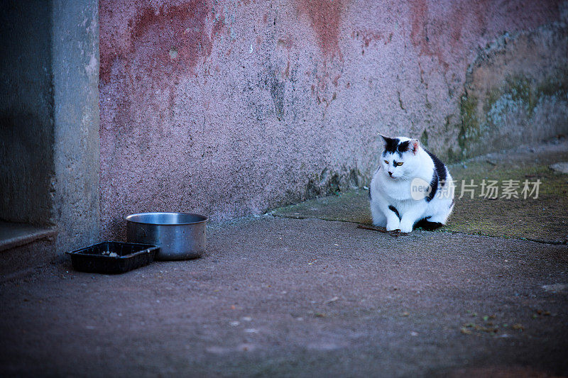 猫对一顿饭犹豫不决