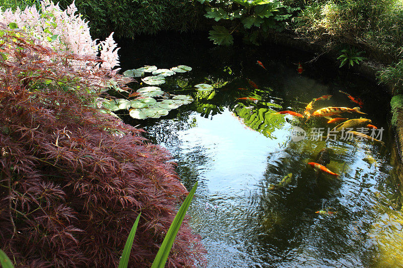 图像的美化锦鲤池塘在花园，锦鲤，百合