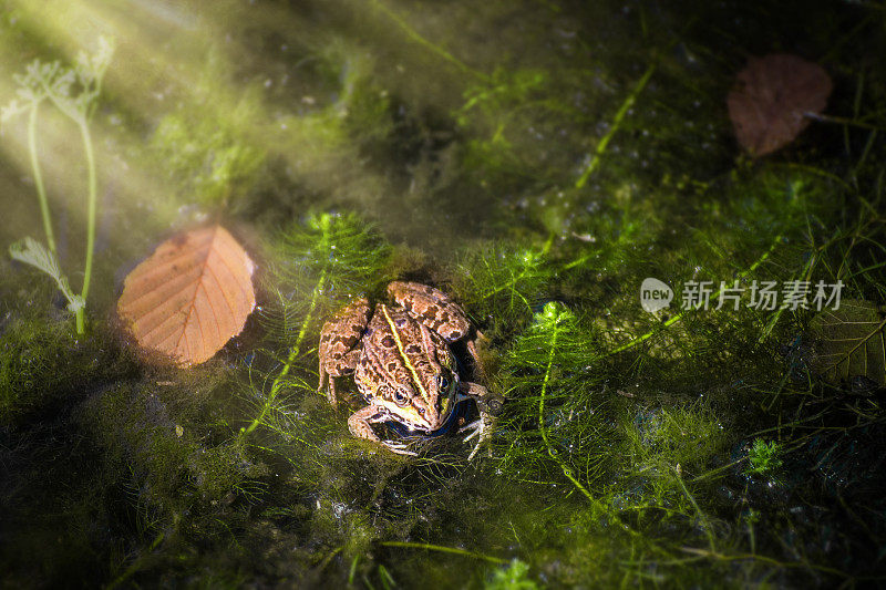 常见的青蛙在阳光下在水面上的沼泽