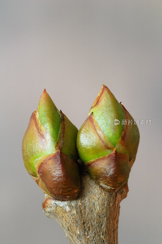 丁香花在春天发芽