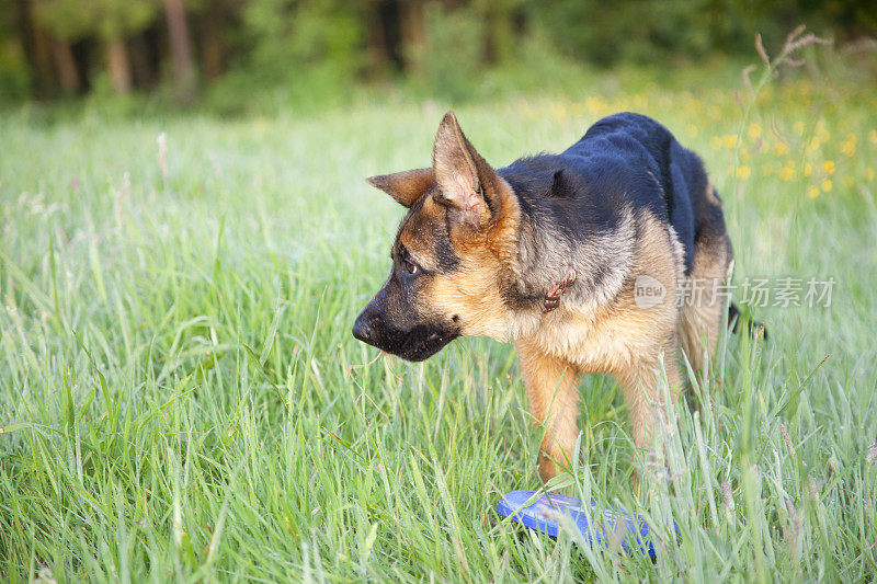 德国牧羊犬小狗玩耍