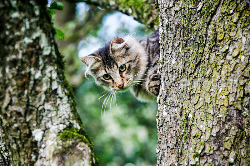 年轻的挪威forestcat