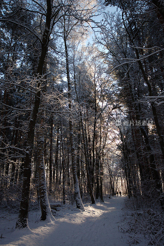 雪地里的小路