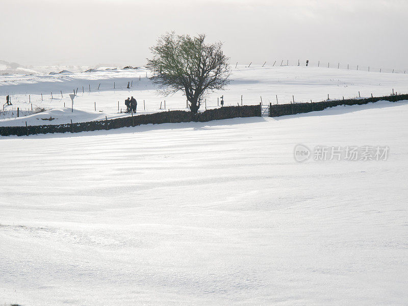 雪飘