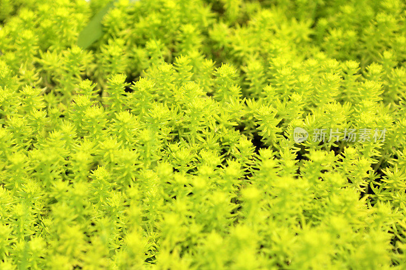 线性Sedum