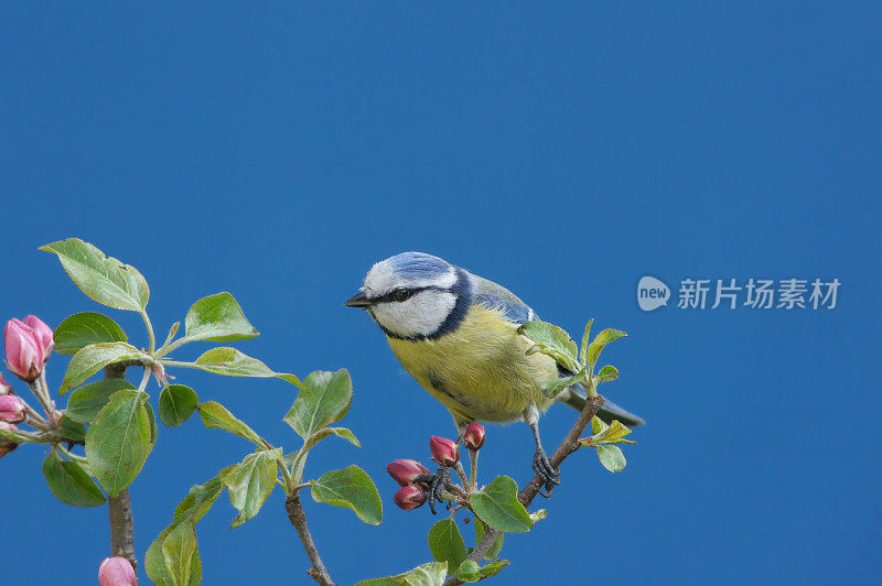 盛开的小枝上的蓝山雀