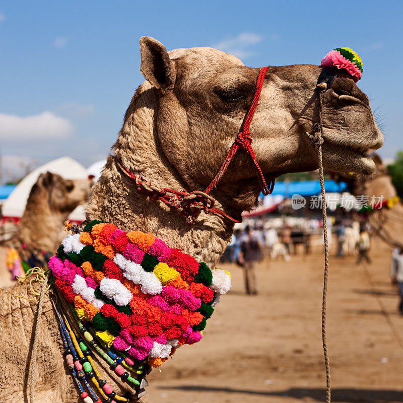 普什卡节日期间的骆驼