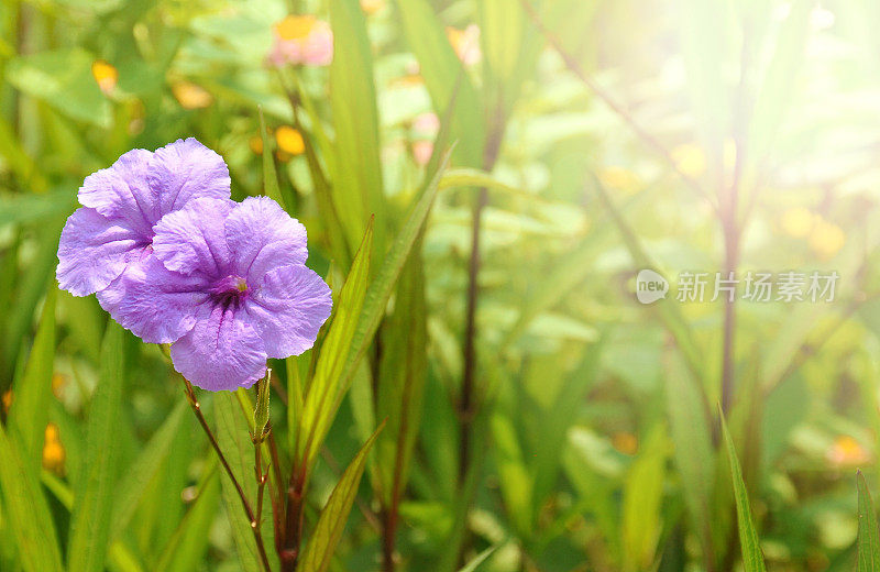 花近距离