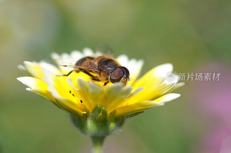 雏菊上的粪蜂